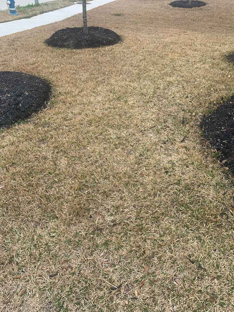 Beer Revives Brown Grass