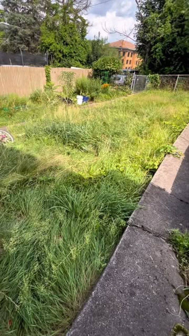 Overgrown Grass Exceeding Height Limits