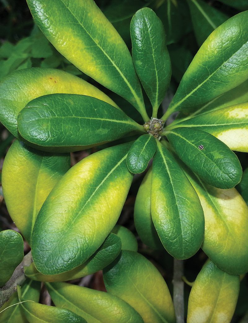 Miracle Cure For Yellowing Evergreens