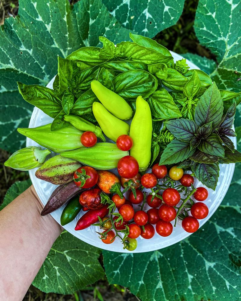 Vegetable Harvesting
