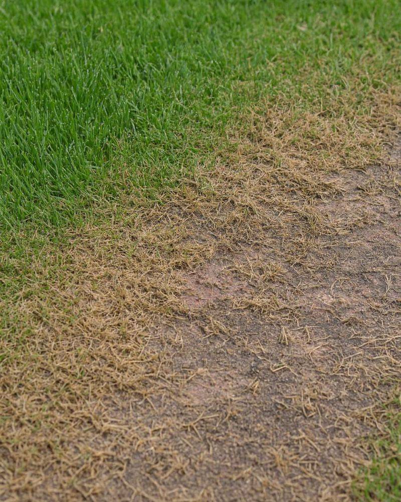 Cutting Grass Too Short