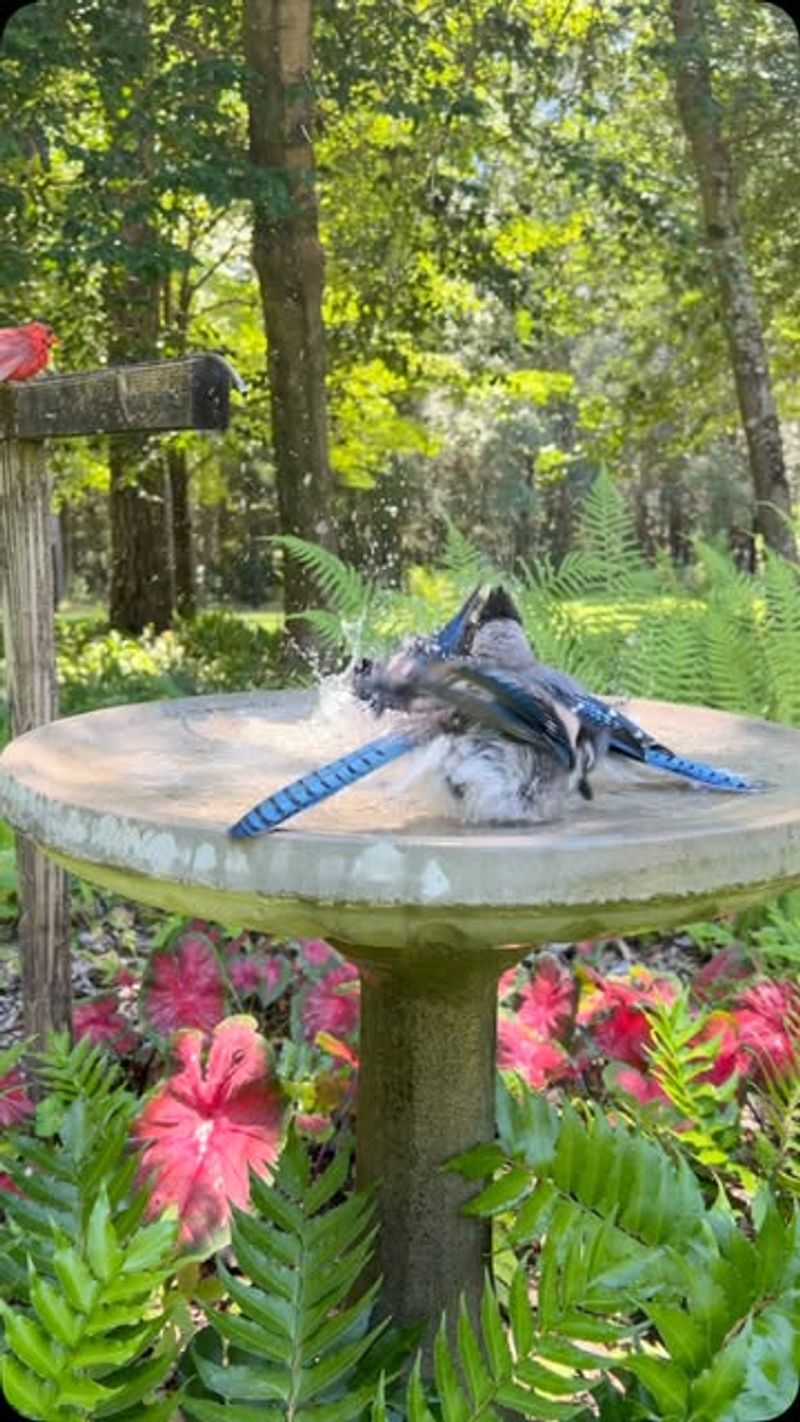 Bird-Friendly Habitat