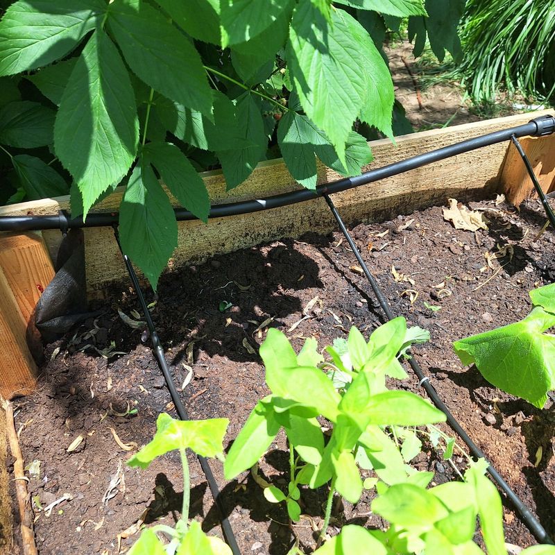 Install Simple Drip Irrigation