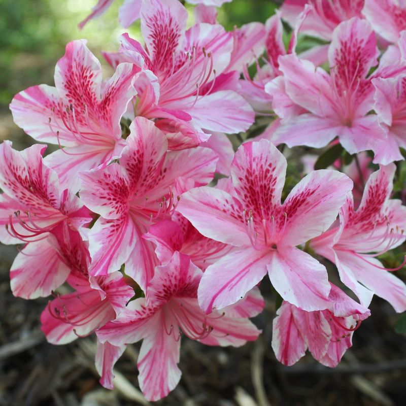 Mix Bloom Times for Extended Display