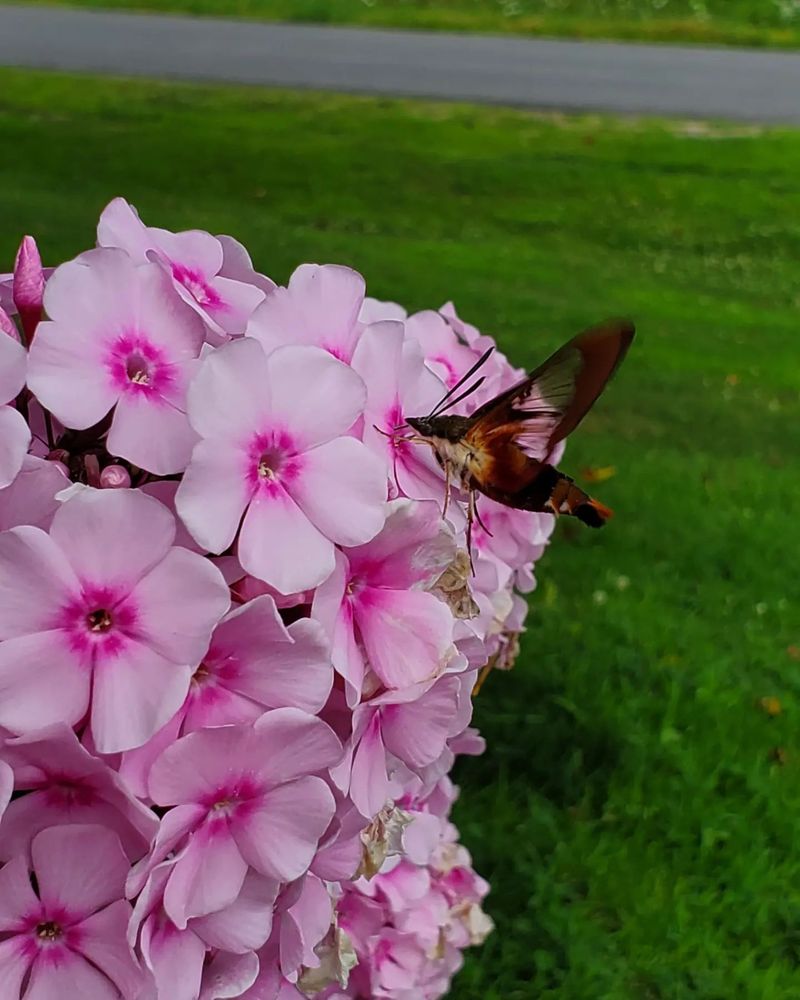 Craft A Fragrance Pathway With Summer Phlox