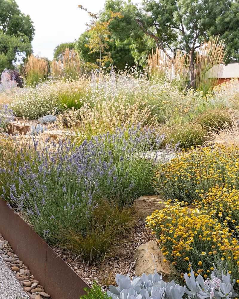 Drought-Tolerant Perennial Mix