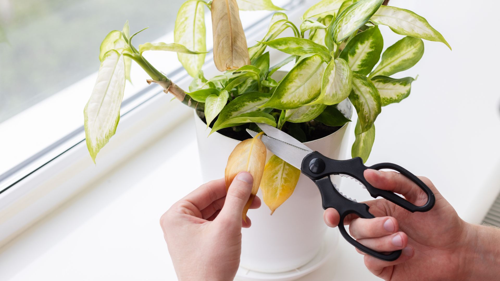 houseplant yellow leaf