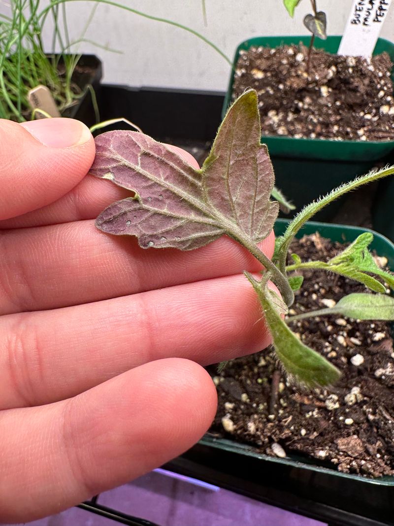 Purple Undersides
