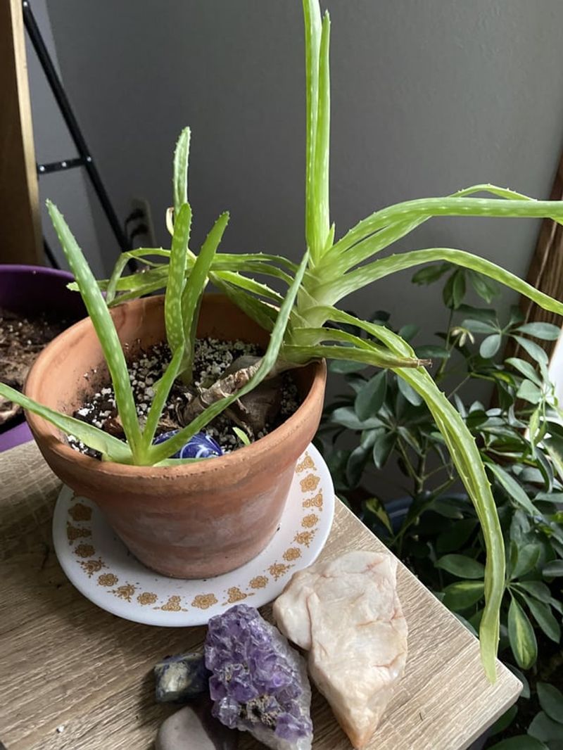 Transparent Leaves
