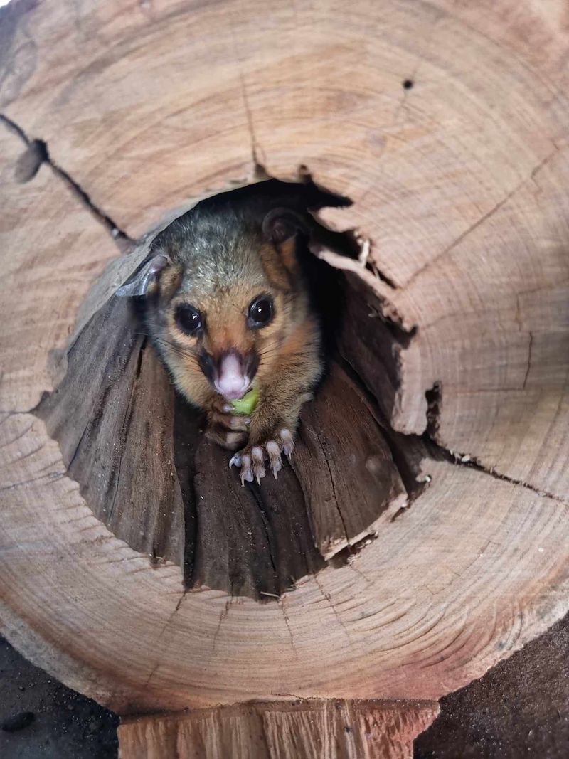 Possum Sleeping Quarters
