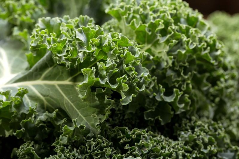 Kale: Frost-Loving Superfood