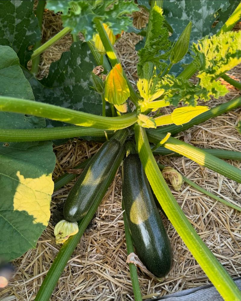Pesticide Drift From Neighbors