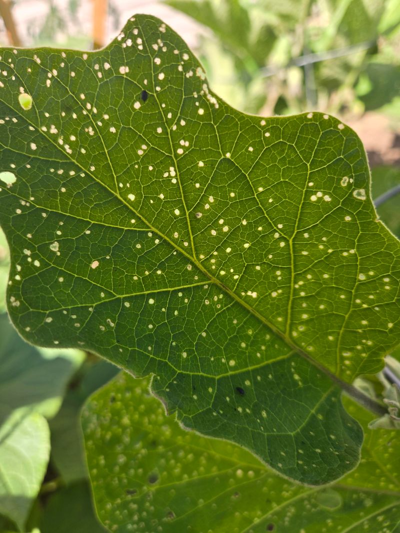 Tiny Flea Beetle Attacks