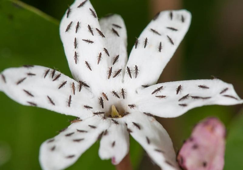 Thrips: Flower and Leaf Scrapers
