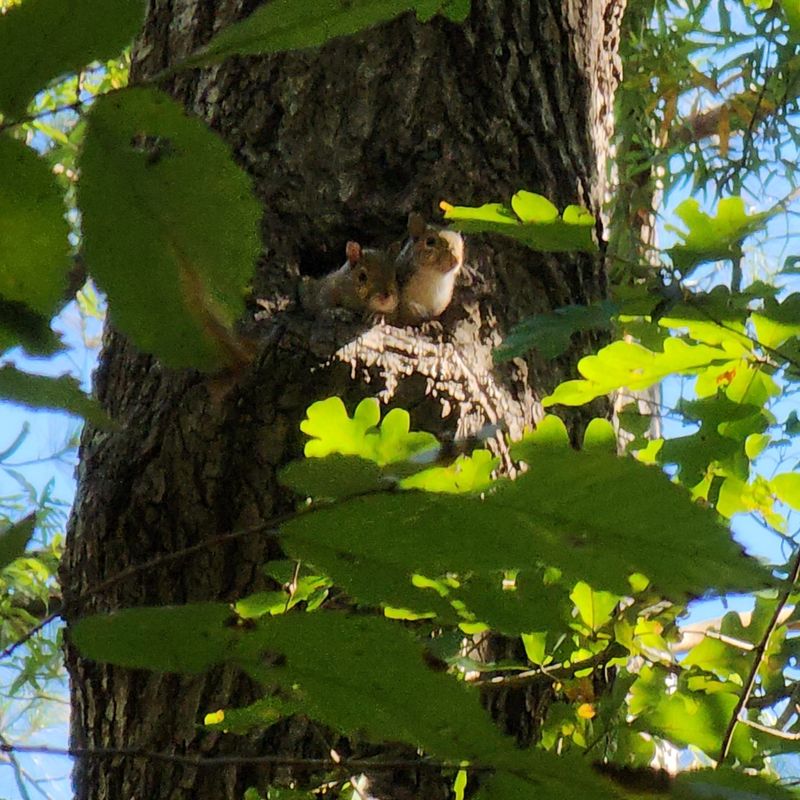 Flying Squirrel Dormitories