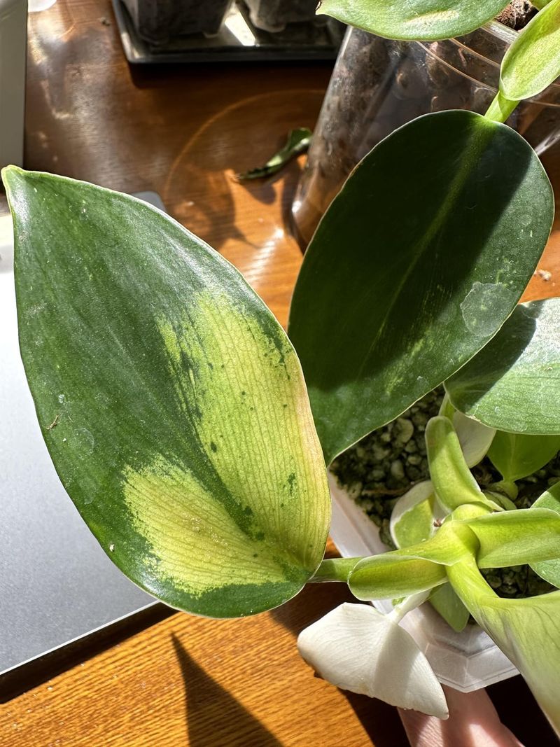 Thrips Damage
