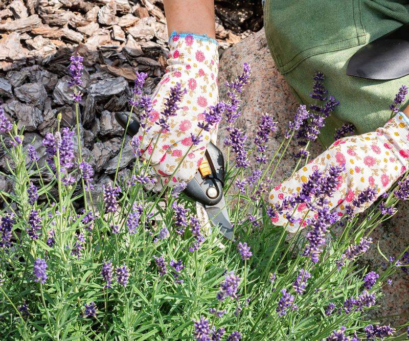 Reduced Fragrance In Herbs And Flowers
