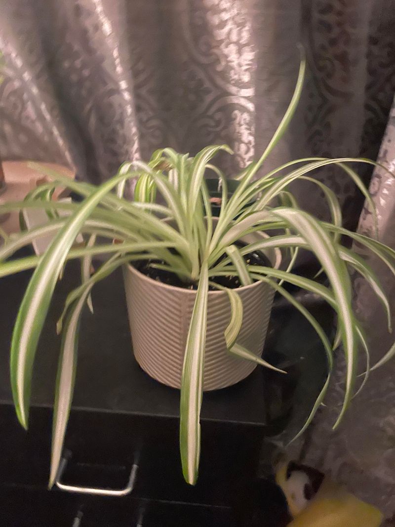 Soft, Squishy Stems Near The Base