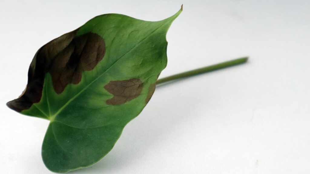 leaf tips turning black 