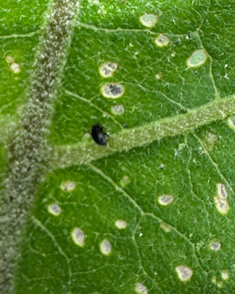 Flea Beetles