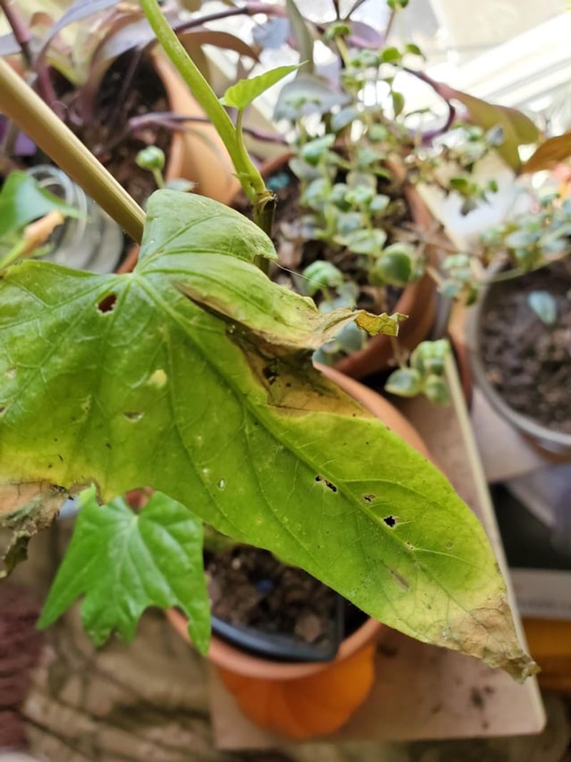 Thrips: The Tiny Scratchers