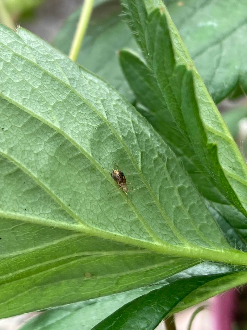 Tarnished Plant Bugs