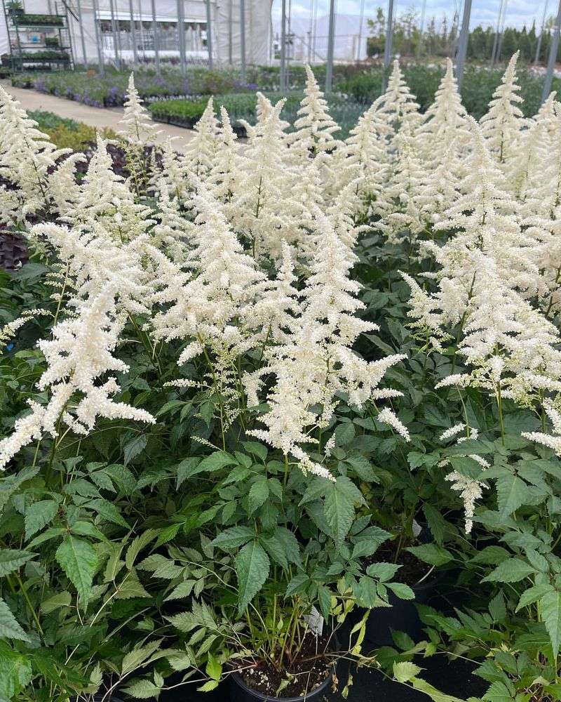 Astilbe