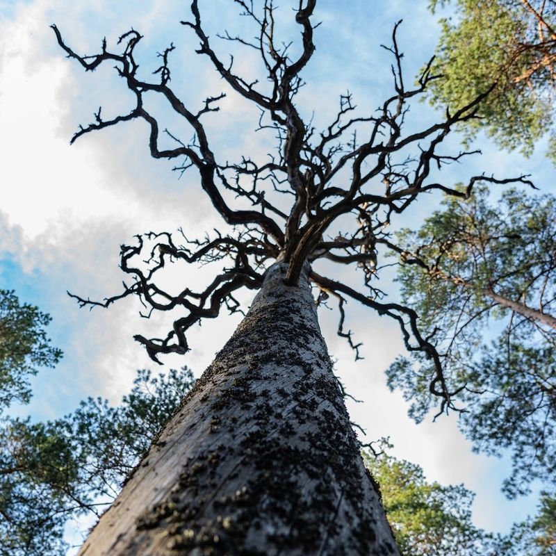 Multiple Dead Branches