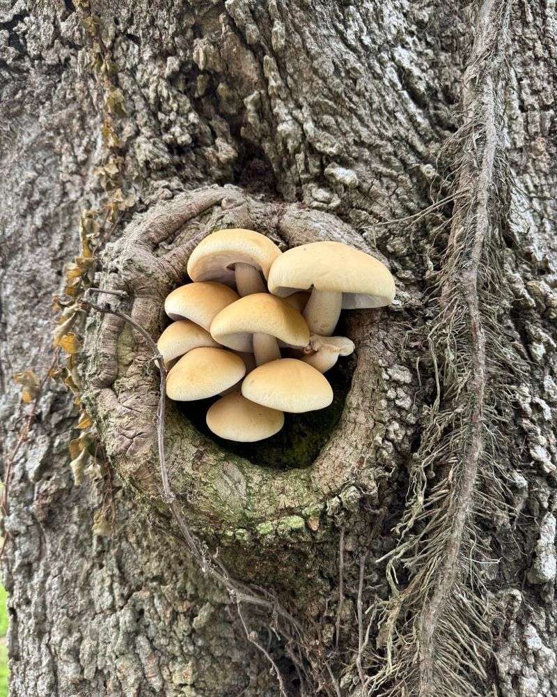 Mushrooms Growing At Tree Base