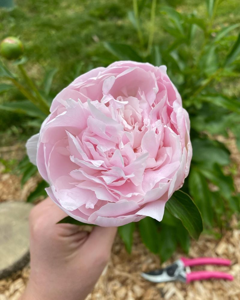 Hands Off Those Peonies