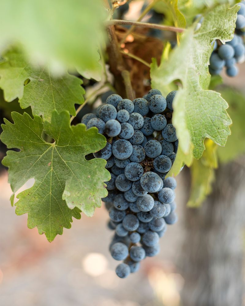 Grapes Develop Full Sweetness Late