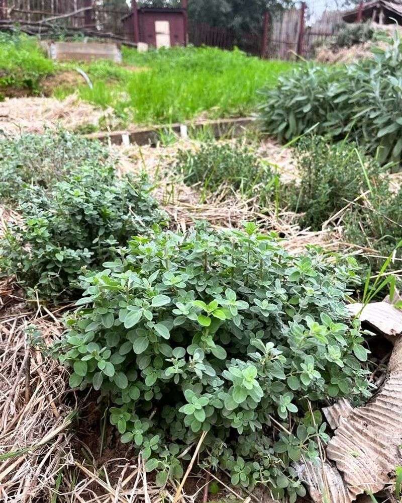 Marjoram's Evening Elixir