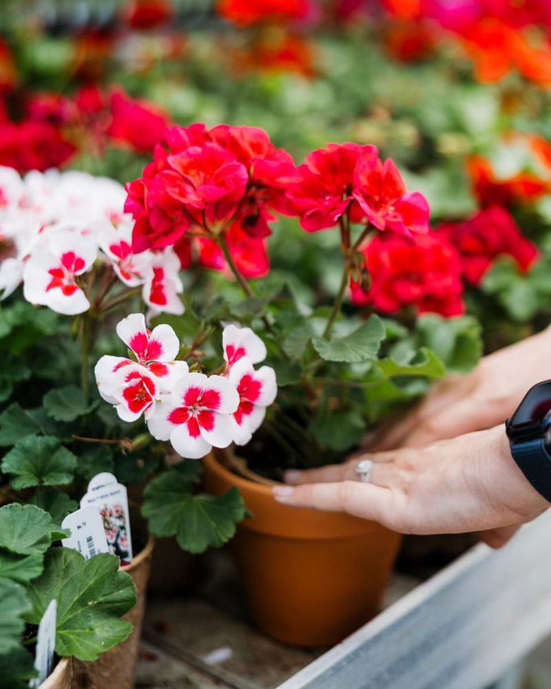 Geraniums