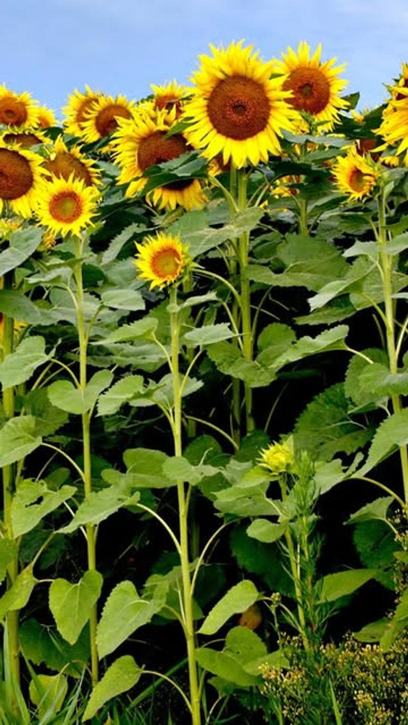 Sunflowers