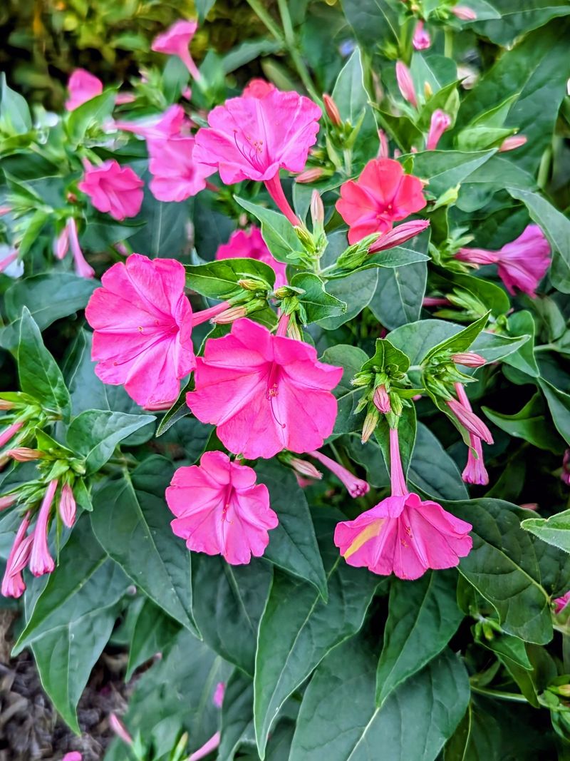Four O'Clocks (Mirabilis jalapa)