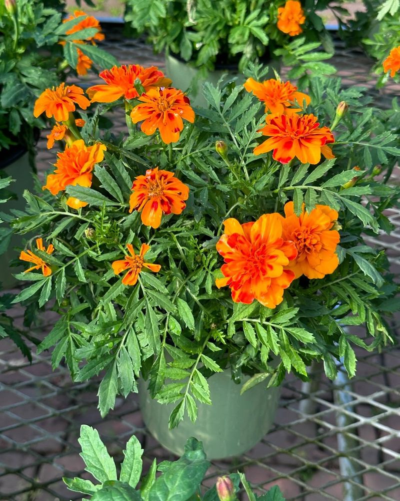 Marigolds: Colorful Tick Defense