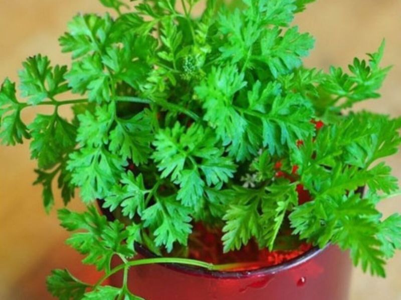 Chervil: The Delicate French Herb