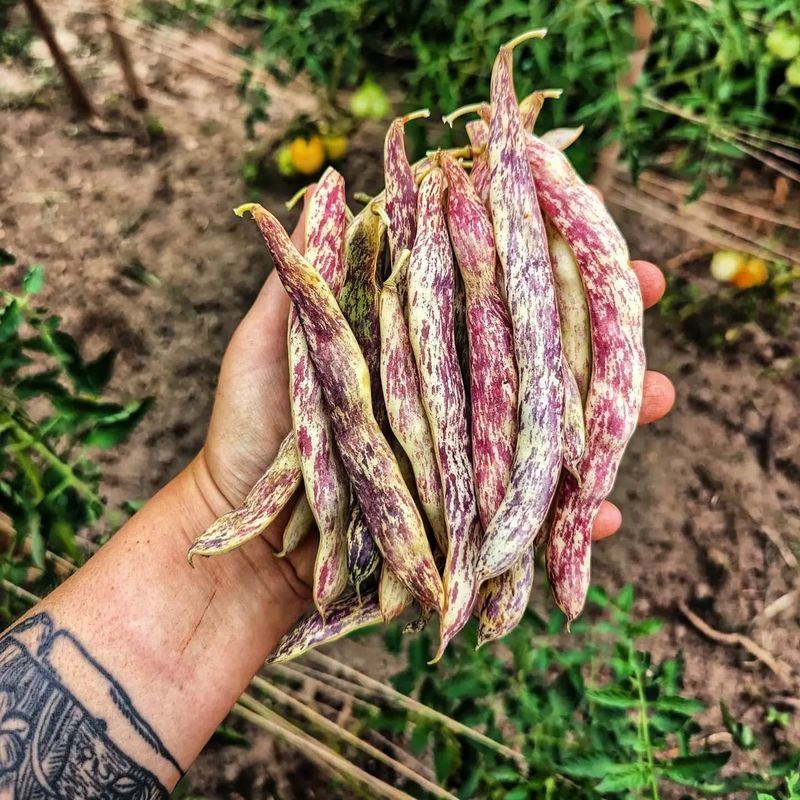 Dragon Tongue Beans