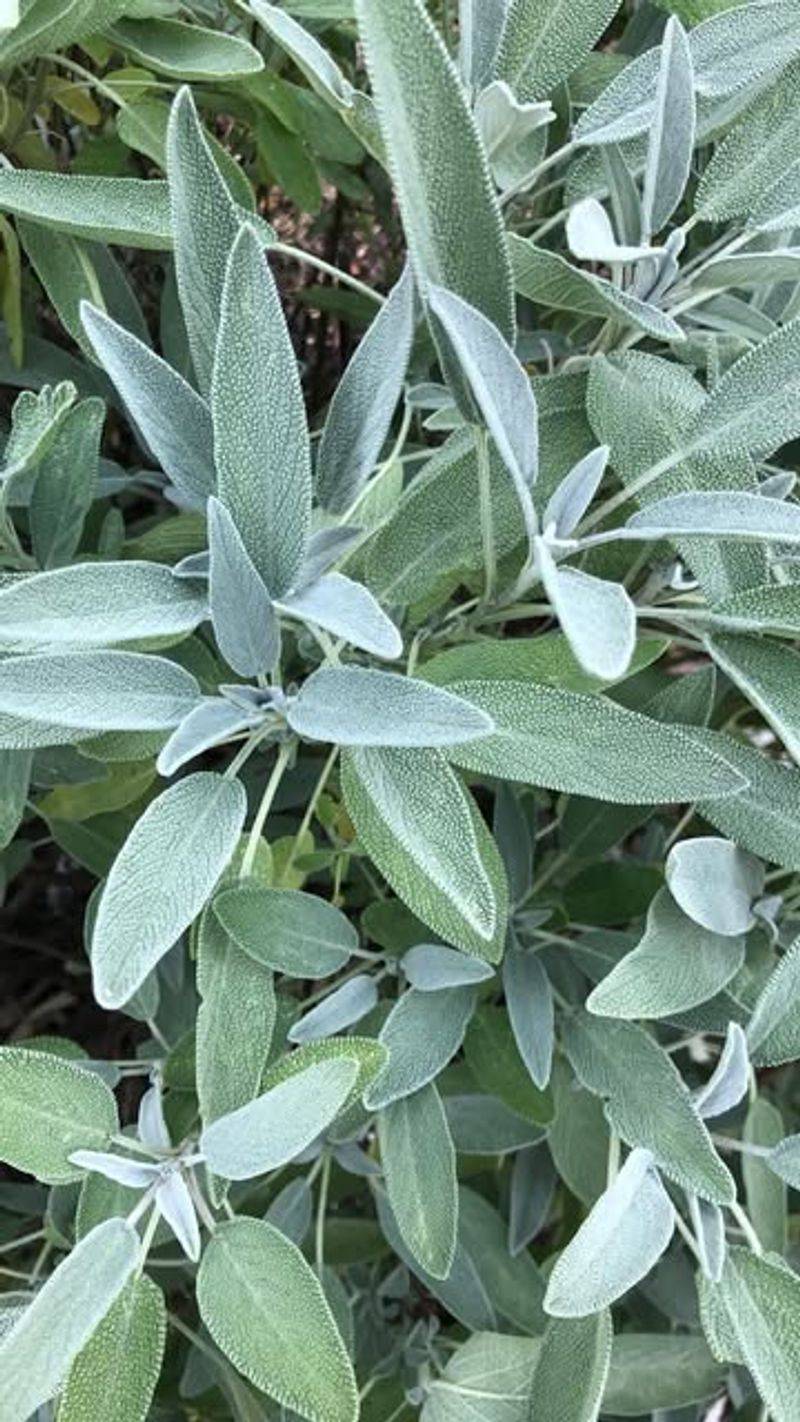 Sage