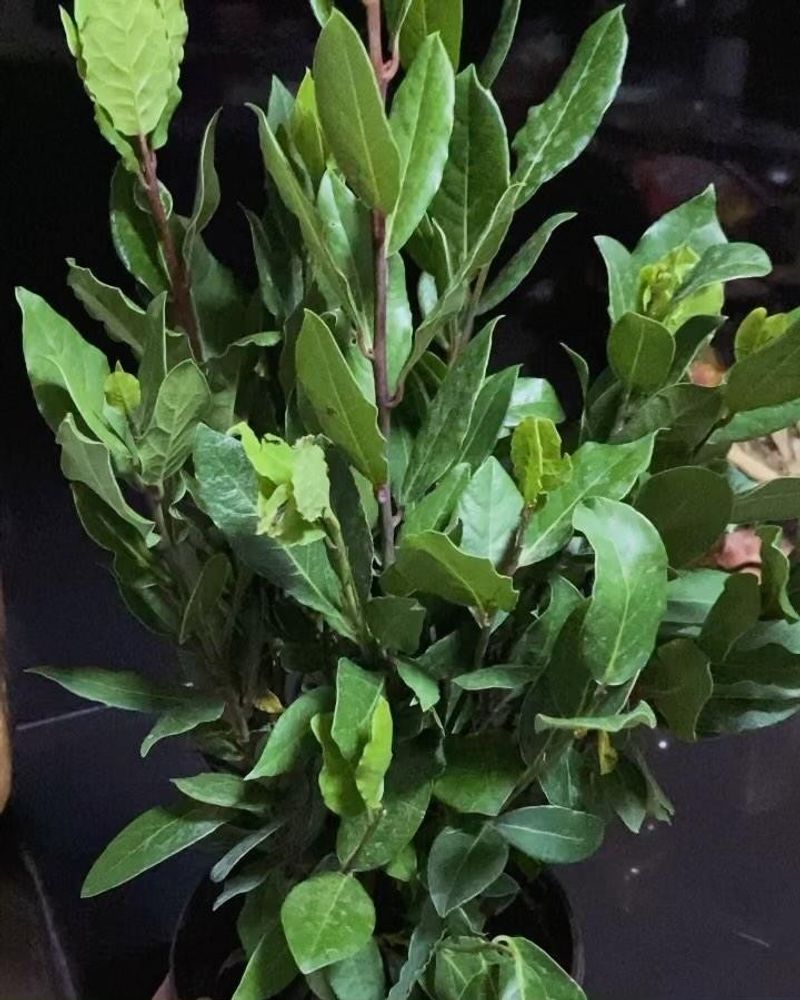 Bay Laurel: The Long-Lasting Leaf