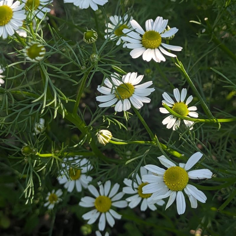 Chamomile