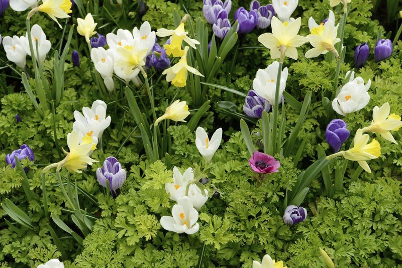 Hide Fading Foliage With Companion Plants