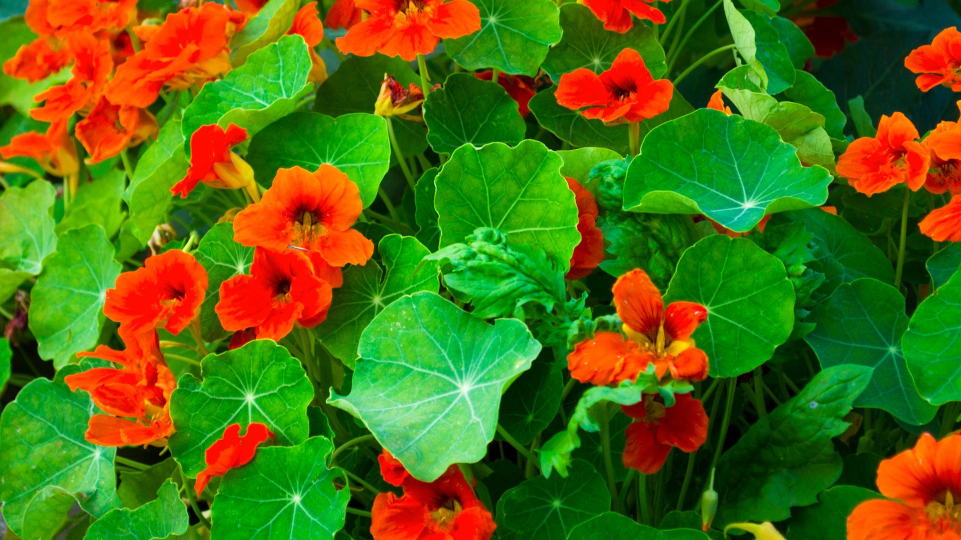 Let Your Garden Reseed Itself With These 18 Fuss-Free Self-Sowing Flowers