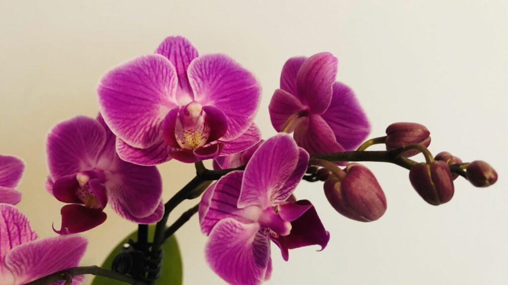 orchid blooms