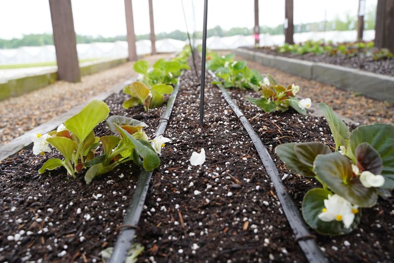 Using Wasteful Watering Methods