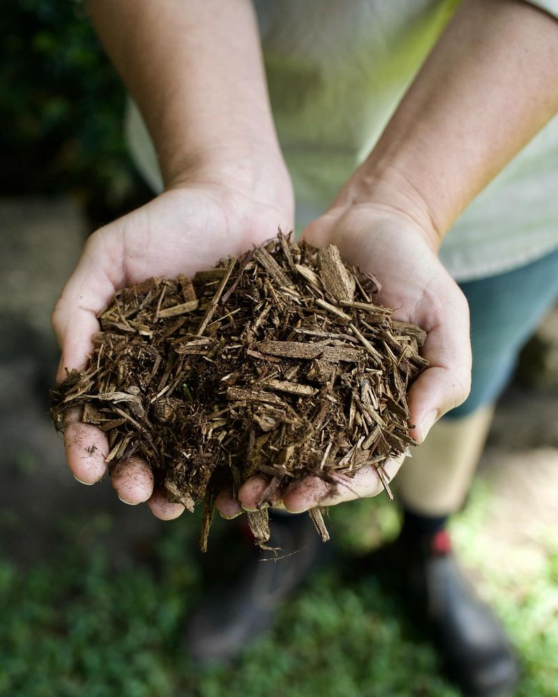 Applying Mulch During Rainy Periods