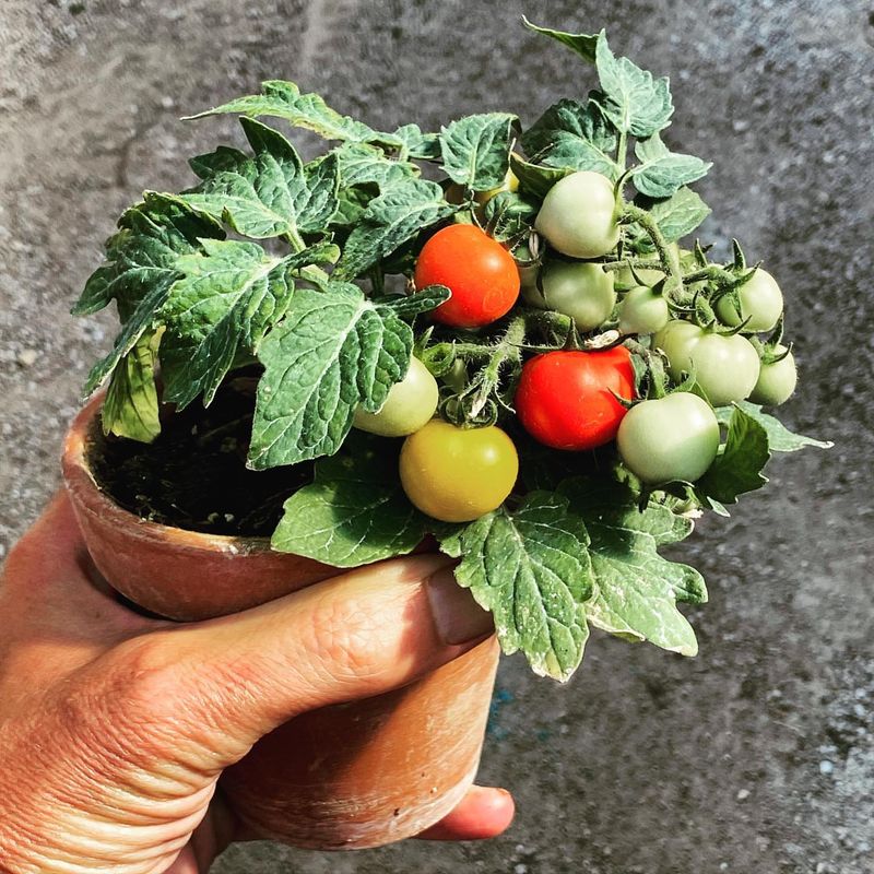 Cherry Tomatoes