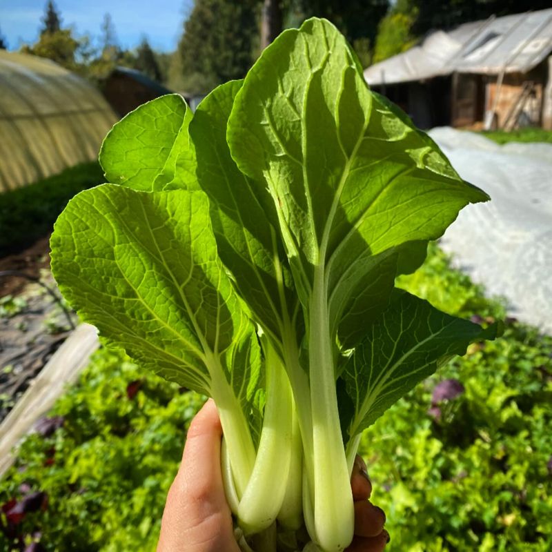 Bok Choy