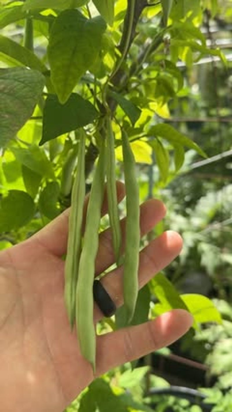 Green Beans