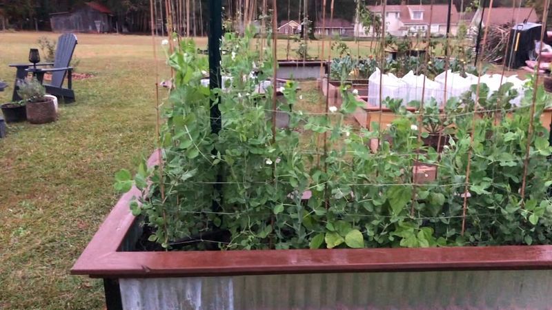 Peas